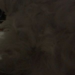 Meet your Posher, Diego